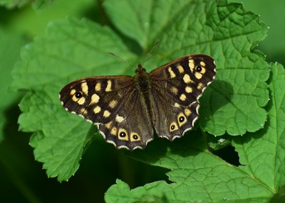 Speckled Wood male - Coverdale 23.04.2019