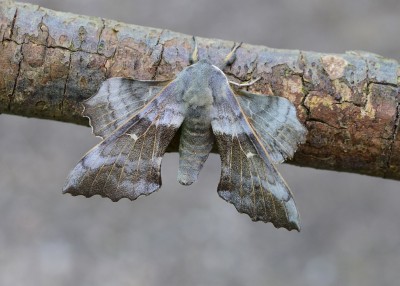 Poplar Hawk Moth - Coverdale 21.05.2020