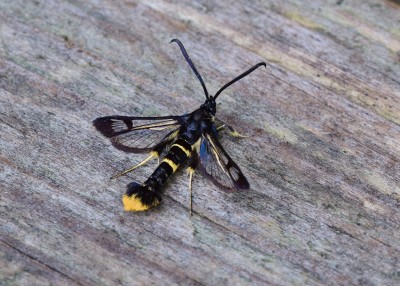 Orange-tailed Clearwing - Coverdale 02.07.2021