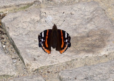 Red Admiral - Swanage 14.06.2021