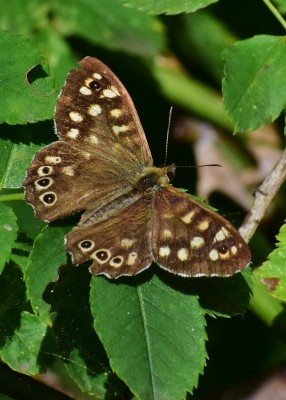 Speckled Wood - Bickenhill 17.09.2020
