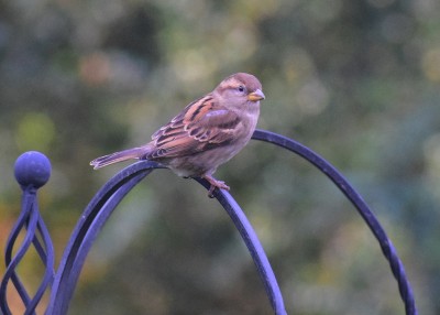 Female Sparrow - Coverdale 07.02.2020