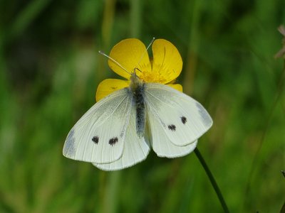 Small White - Wyre Forest 26.05.2015