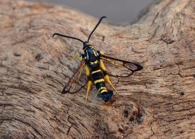 Yellow-legged Clearwing - Coverdale 17.07.2020