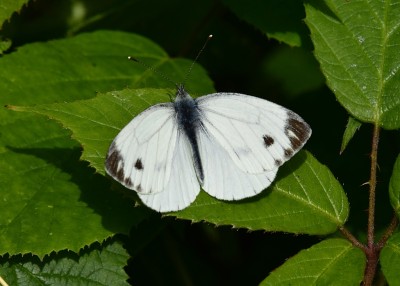 Green-veined White - Langley Hall 26.07.2023