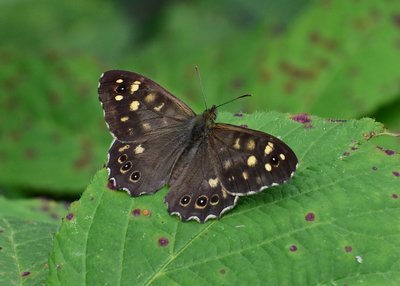 Speckled Wood male - Langley Hall 30.08.2019