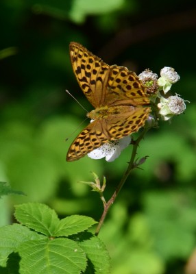 Silver-washed Fritillary female - Snitterfield Bushes 16.07.2022