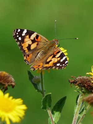 Painted Lady - Lizard 24.08.2017