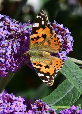 Painted Lady - Coverdale 30.06.2022