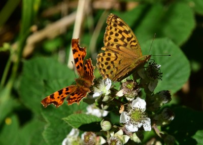 SWF female and Comma -  Snitterfield Bushes 16.07.2022
