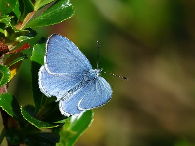 Holly Blue male - Coverdale 30.04.2017
