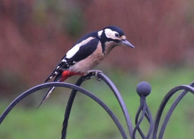 Great Spotted Woodpecker female - Coverdale 26.01.2019