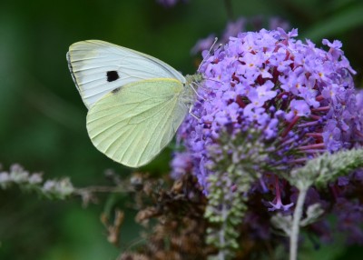 Large White - Wagon Lane 26.07.2021