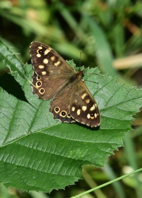 Speckled Wood male - Langley Hall 26.07.2024