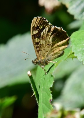 Speckled Wood male - Blythe Valley 18.07.2024