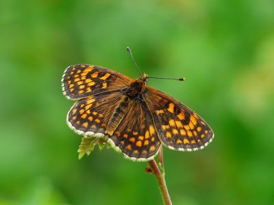 Heath Fritillary - Haddon Hill 26.06.2017