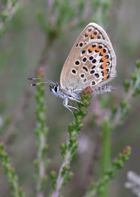 Silver-studded Blue female - Chapel Common 06.06.2022