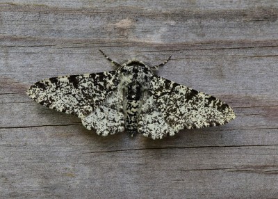 Peppered Moth - Coverdale 21.05.2020