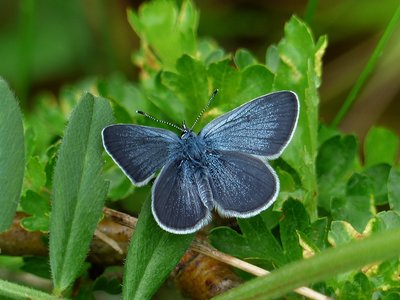 Small Blue - Bishops Hill 22.05.2016