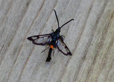 Red-belted Clearwing - Coverdale 05.06.2021