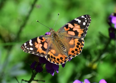 Painted Lady - Coverdale 28.05.2020