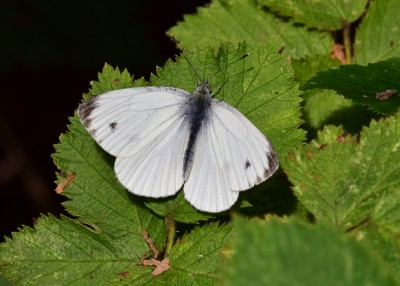 Green-veined White male -  Coverdale 29.07.2021