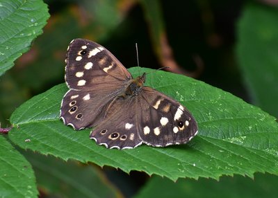 Speckled Wood female - Langley Hall 30.08.2019