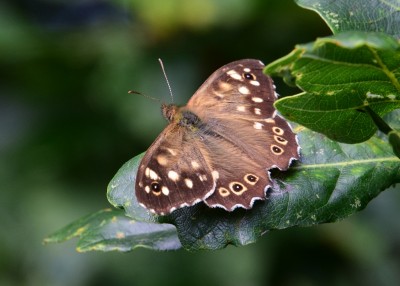 Speckled Wood - Langley Hall 20.08.2021