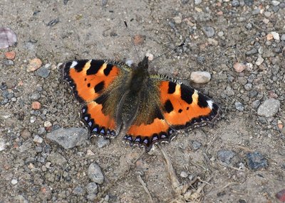 Small Tortoiseshell - Castle Hills Solihull 21.07.2019