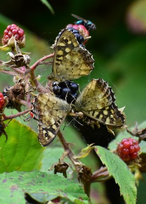 Speckled Woods - Langley Hall 30.08.2019