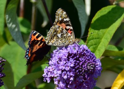 Painted Lady and Small Tortoiseshell - Castle Hills 26.08.2019