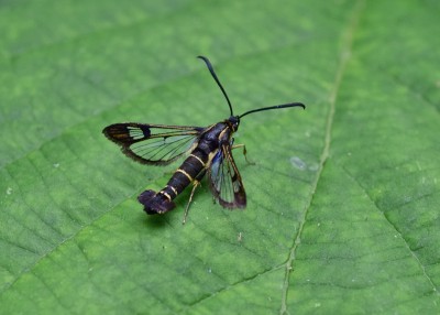 Currant Clearwing - Coverdale 19.06.2024