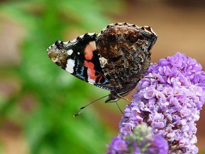 Red Admiral - Coverdale 14.09.2016