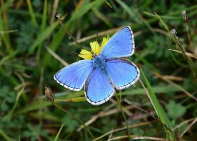 Adonis Blue - Bindon Hill 04.09.2024