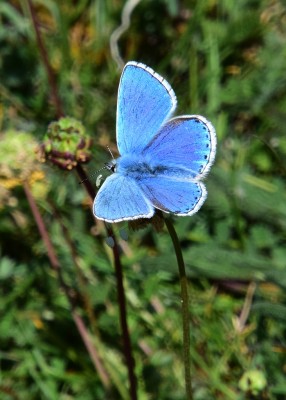 Adonis Blue - Durlston Country Park 14.06.2021