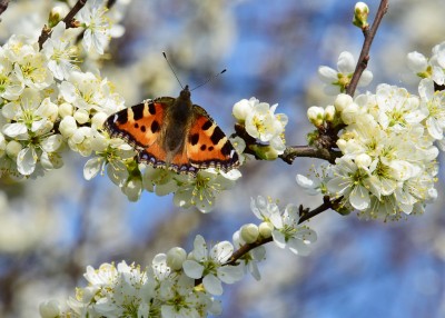 Small Tortoiseshell - Wagon Lane 24.03.2022