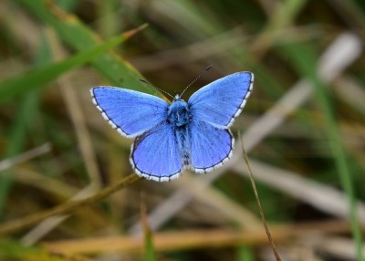 Adonis Blue - Osmington 03.09.2024