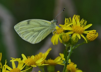 Green-veined White - Wagon Lane 23.07.2024