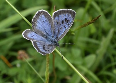 Large Blue - Daneway Banks 26.06.2019