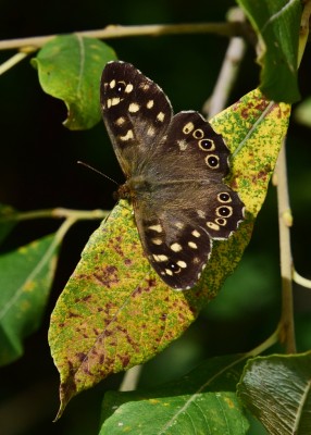 Speckled Wood - Blythe Valley 29.08.2024