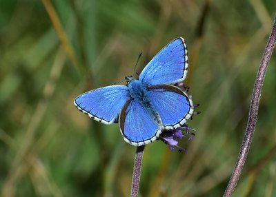 Adonis Blue - Fontmell Down 01.09.2019