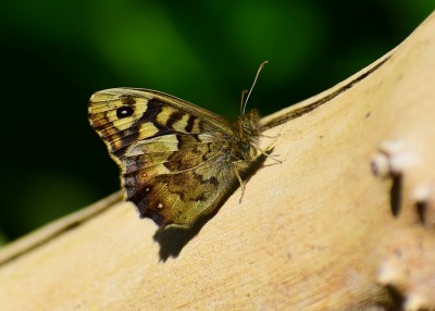 Speckled Wood - Coverdale 14.04.2020