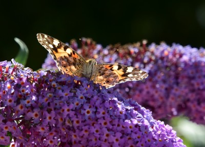 Painted Lady - Coverdale 30.06.2022