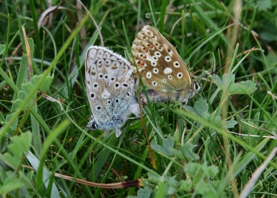 Chalk Hill Blue pair - Old Winchester Hill 27.08.2023