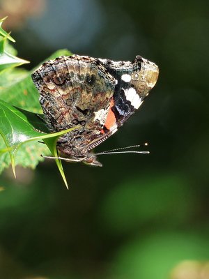 Red Admiral - Coverdale 25.09.2015