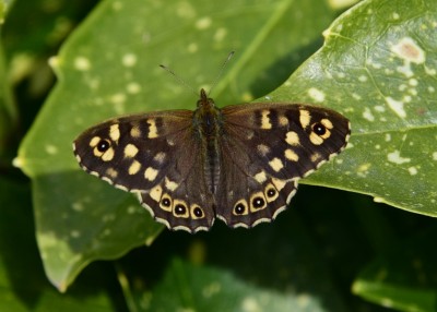 Speckled Wood male #1 - Coverdale 24.04.2021