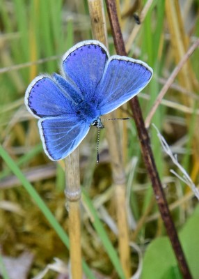 Common Blue - Bishops Hill 14.05.2022
