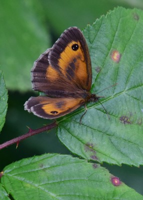 Gatekeeper male - Oversley Wood 08.07.2024