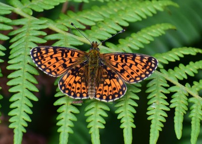 Small Pearl-bordered Fritillary - Between Kennack Sands and Poltesco 03.08.2020