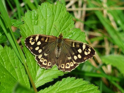 Speckled Wood female - Coverdale 23.04.2017